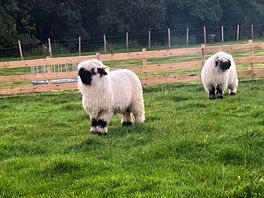 Friendly sheep 🐑 😊