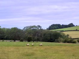 Field