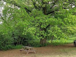 Pitch between an old oak tree and the stream