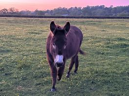 One of the donkeys in a nice field