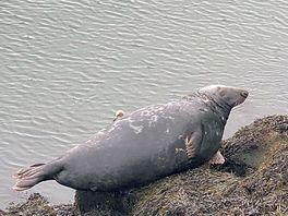 Seals at the harbour