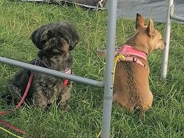 Dogs under control