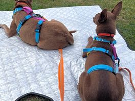 Dogs making themselves comfortable