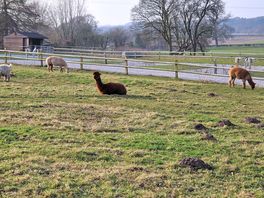 My pitch neighbours were very friendly but not great talkers.