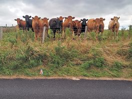 The locals