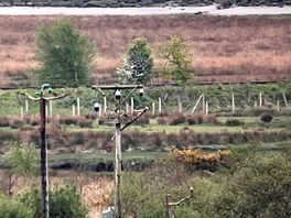 Osprey nest at a distance