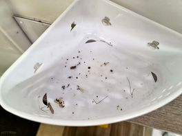 More spiders