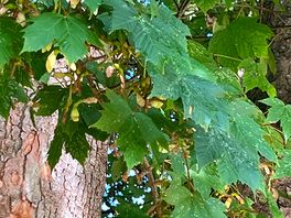 Sycamore