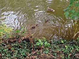 Ducks