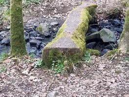 Woodland trail