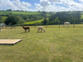 Llamas!!!