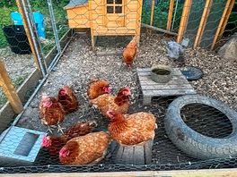 Chickens