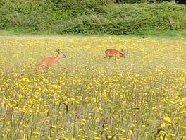 Very blurry from the zoom - but some deer!