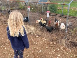Chickens for morning eggs