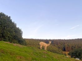 Alpacas