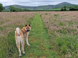 Dog walk field