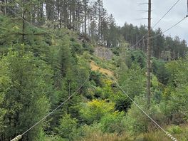 Woods next to camp sight.