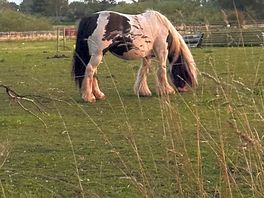 The gils loves the horses in the next field