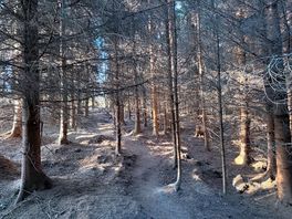 Woodland walk