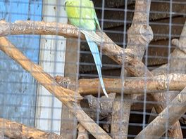 Small aviary