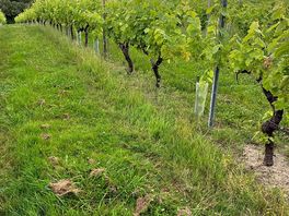 Vines surrounding the site