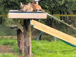 Animals at campsite