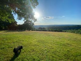 Enjoying the dog field