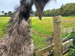 Emu