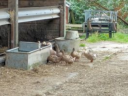 Loved seeing these waddle about