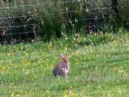 Hare