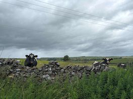 Beautiful cows close by