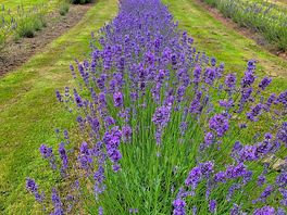 Visited the lavender fields nearby.