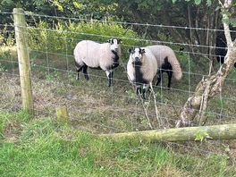 Locals