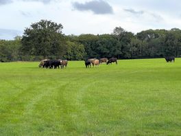 Field nearby with cattle