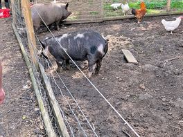 Piggy's