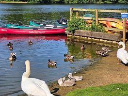 Cygnets on shore