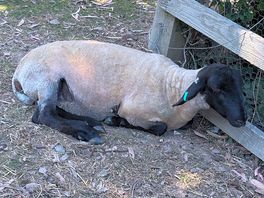 Farm animals