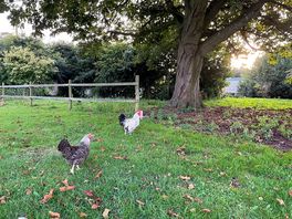 Semi-wild chickens