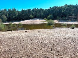 A beach in the woods