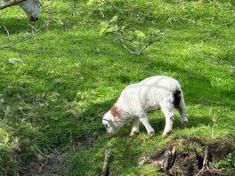 More sheep