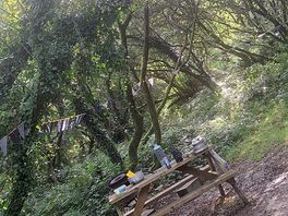 Our forest