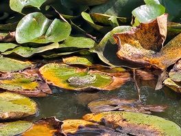Frog on a lilypad in the pond.