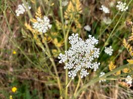 Wildflowers