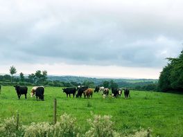 Curious calves in the field next door