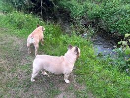 Dogs enjoying themselves