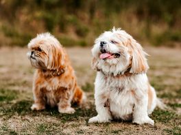 Too cute - another campers dogs i offered to grab a quick pic of