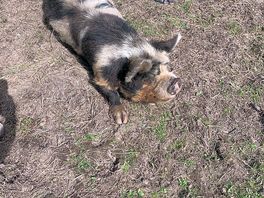 Pigs loved feeding