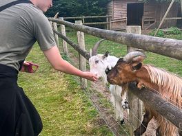 Goats!!!!