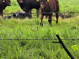 Scary cows haha