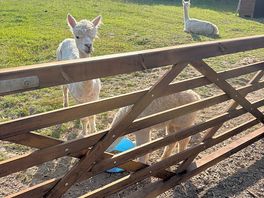 Alpacas x
